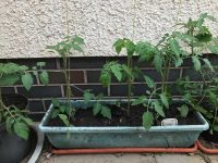 Tomatoes