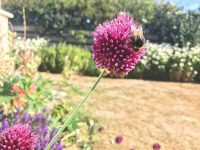 Alium