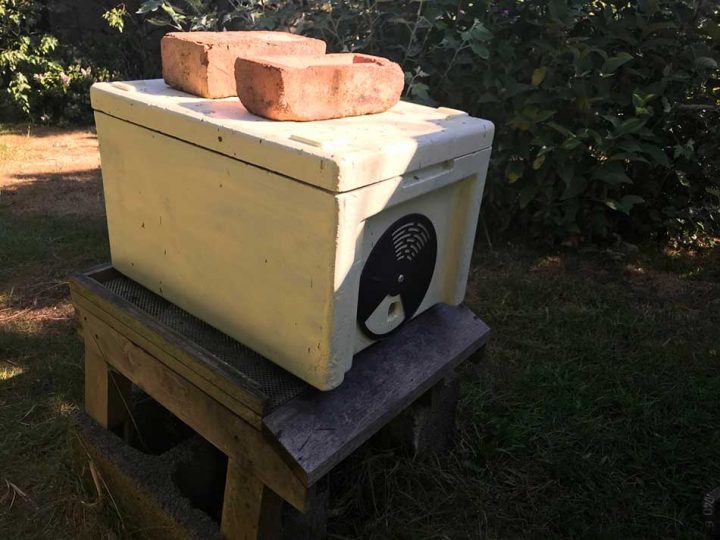 Bees