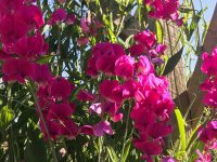 Cerise Sweet Peas
