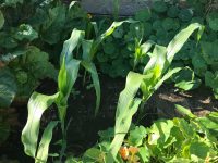 Corn