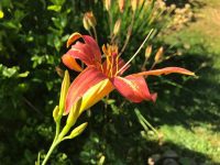 Day Lilly