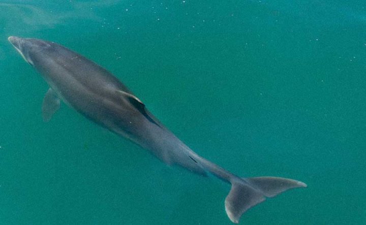 Dolphin