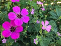Geraniums
