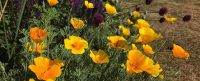 Golden Poppies