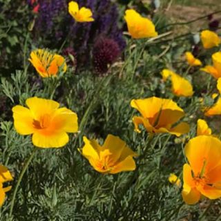 Golden Poppies