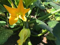 Green Courgettes