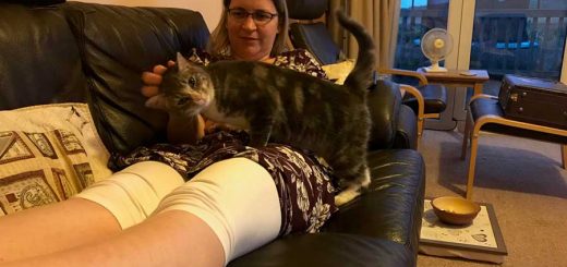 Head Scratch for a Friendly Cat