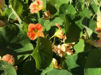 Orange Nasturtiums