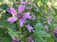 Pink Geraniums
