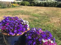 Purple Lobelias