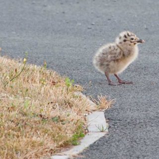 Baby Seagull