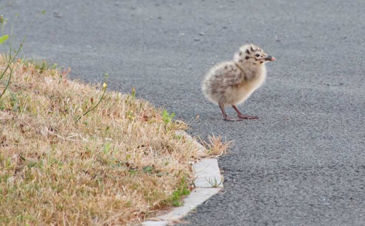 Baby Seagull