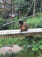 Monkey