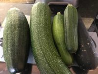 Courgettes