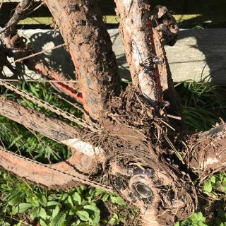 Mud Encrusted Bike