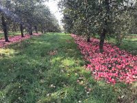 Apples