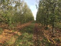Orchard