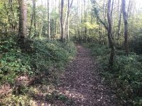 Woodland Paths