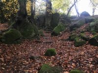 Eerie Woods