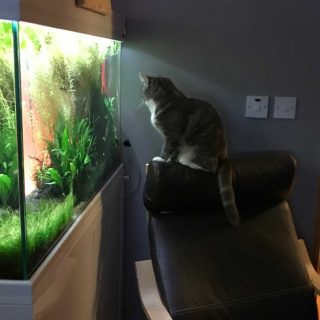 Entertainment for Cats