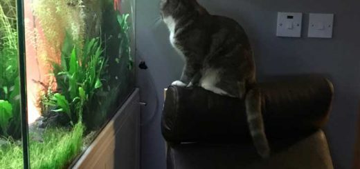 Entertainment for Cats