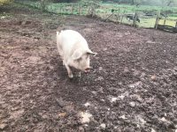 Inquisitive Pig