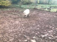 Pig