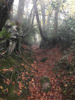 Wooded Gulley