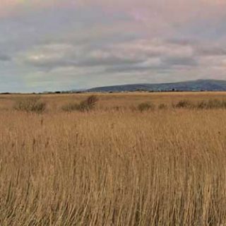 The Bird Hide Loop