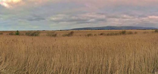 The Bird Hide Loop