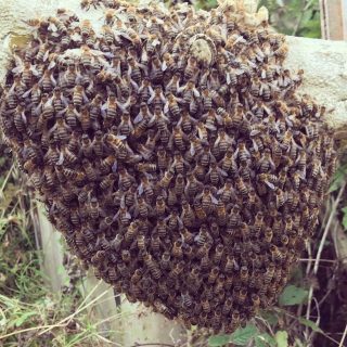 Honey Bee Swarm