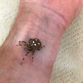 Four Spot Orb Weaver