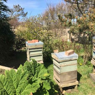 Hives at the bottom of the garden