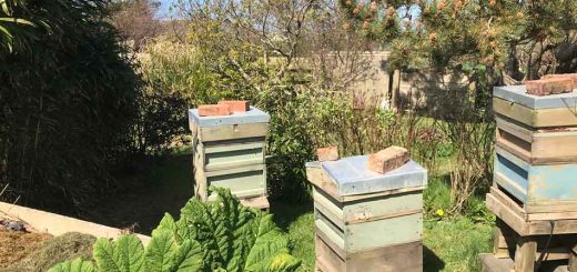 Hives at the bottom of the garden