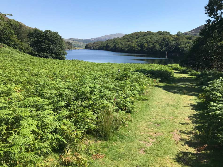Llyn Cynwch