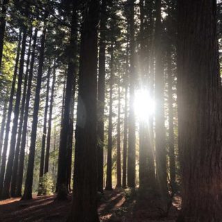 Redwood Grove