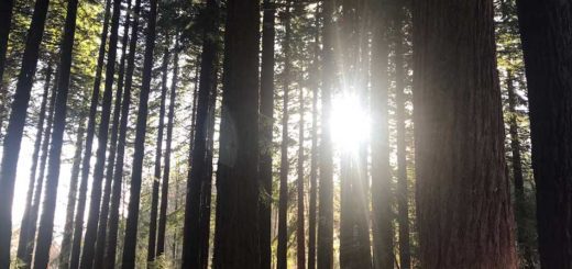 Redwood Grove