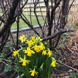 Narcissus