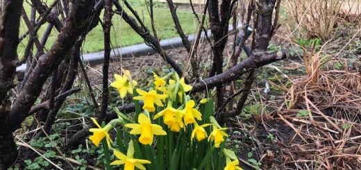 Narcissus