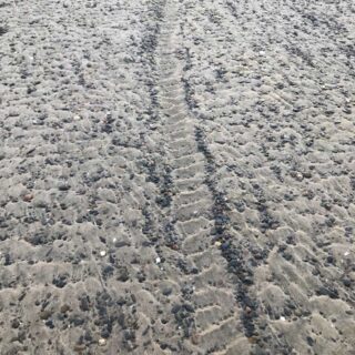 Trace Fossil in the Making