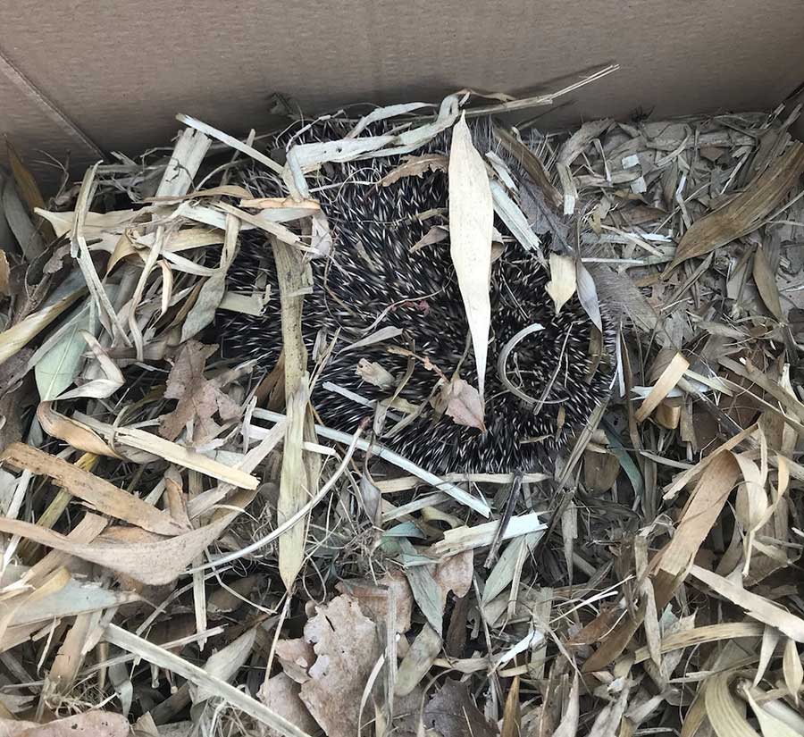 Hedgehog