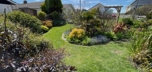 Our Garden
