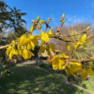Forsythia