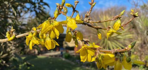 Forsythia