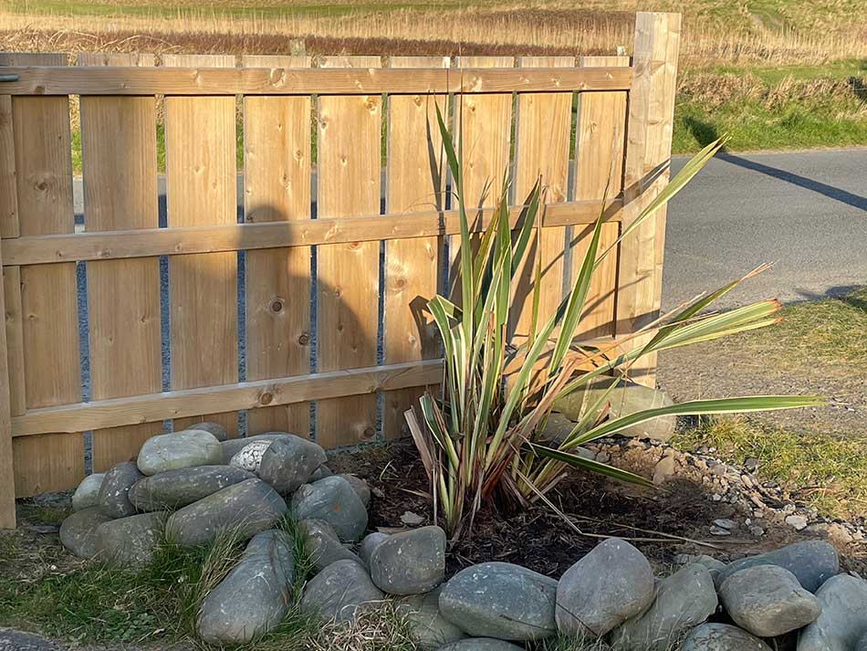 Phormium