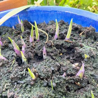 Hosta Shoots