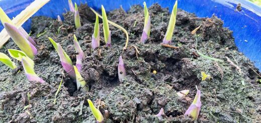 Hosta Shoots