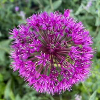 Alium