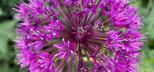 Alium